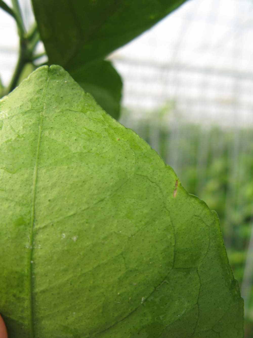              Margin (Phillip Rucks Citrus Nursery, Frostproof, FL)       